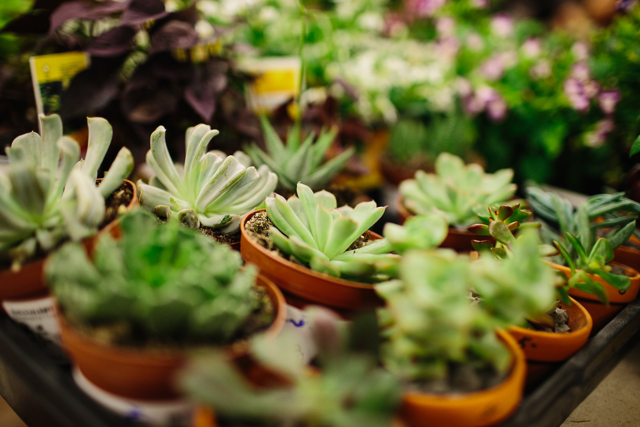 Greenhouse Tour