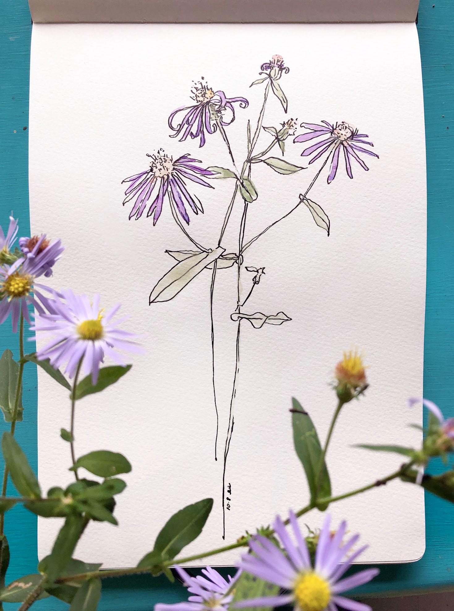 Botanical Drawing