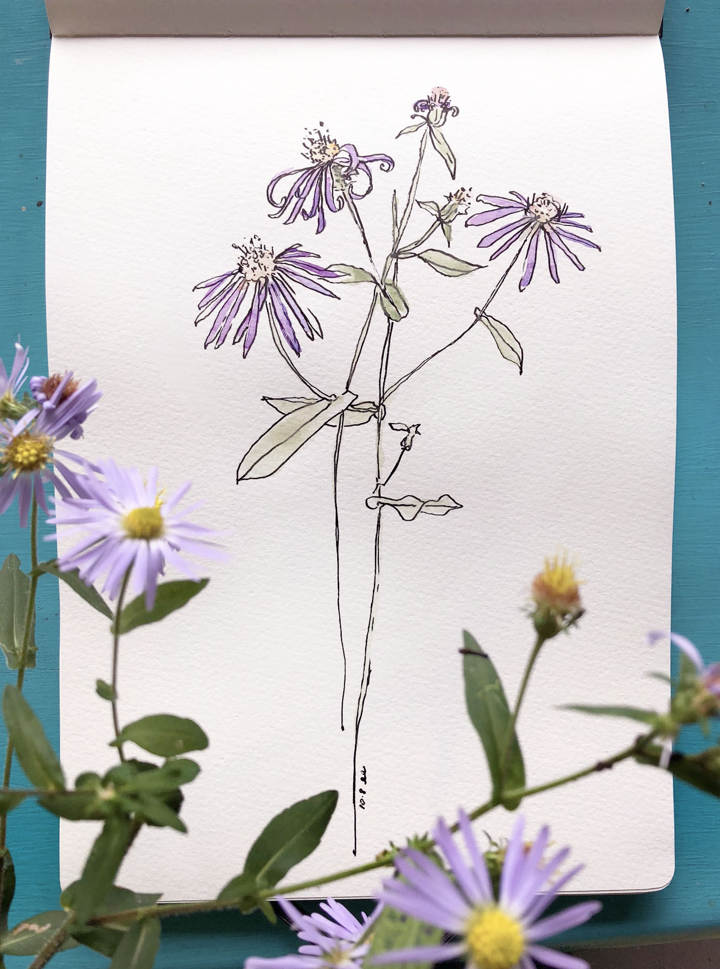 Botanical Drawing 1