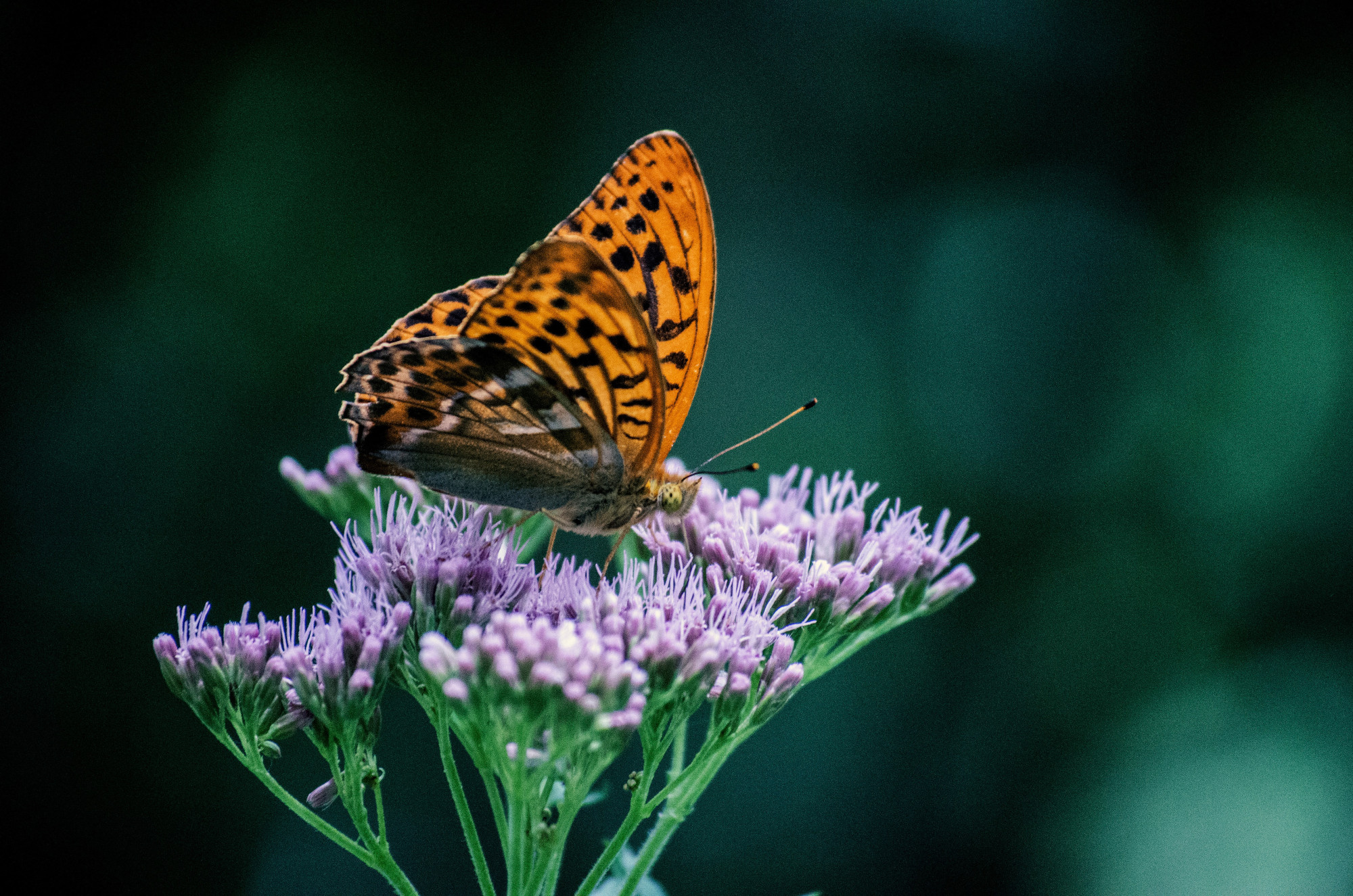 butterfly on flower