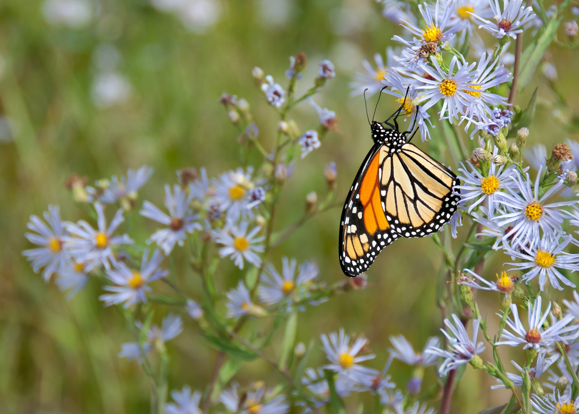 Butterflies and Blooms with the Mercer County Park Commission