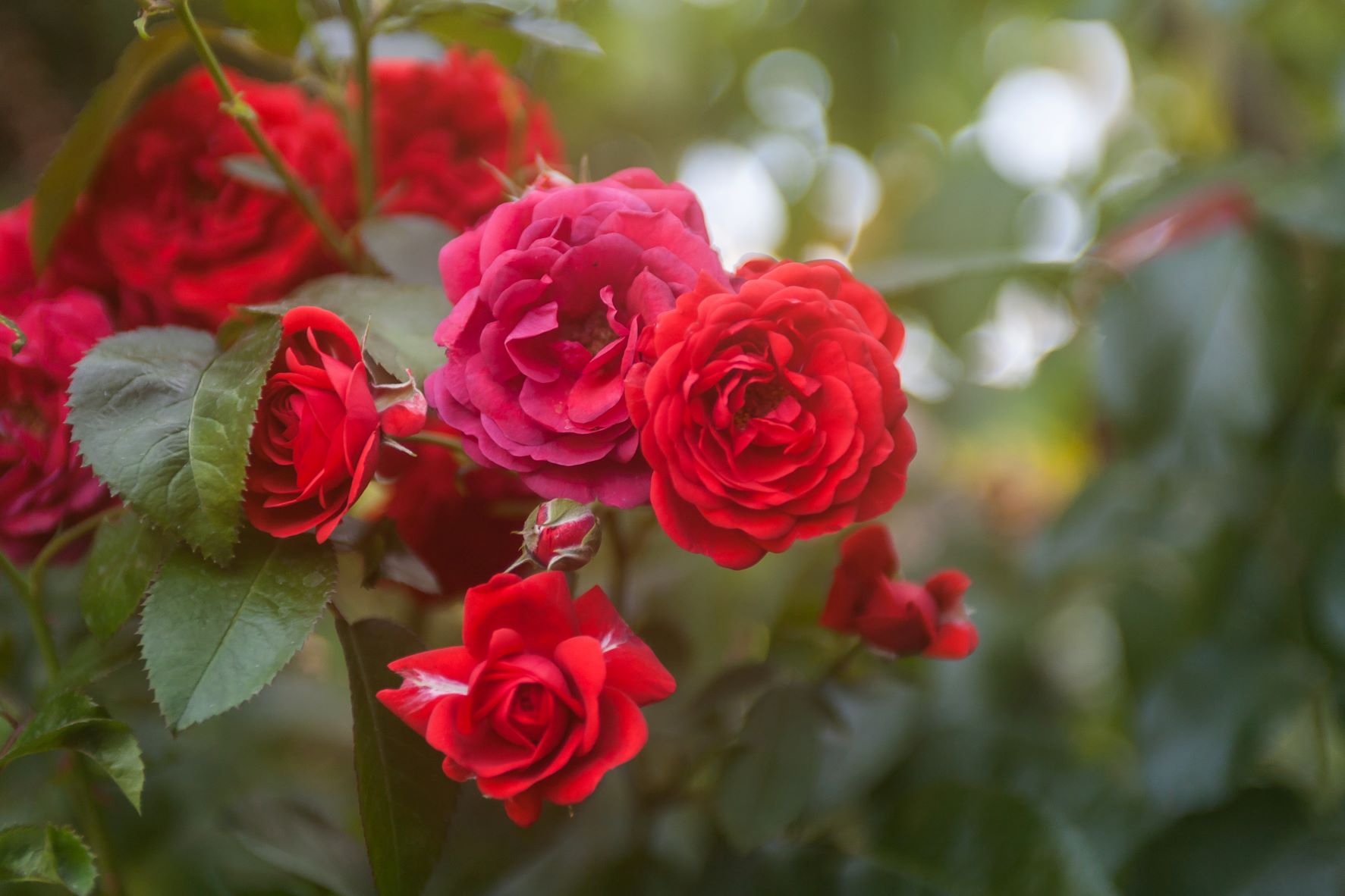 Fragrant Flowers