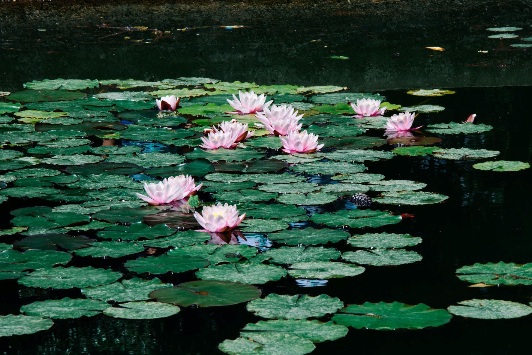 Lotus and Water Lilies