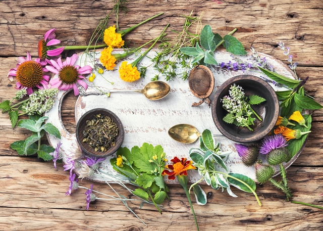 Introduction to Herbalism: Fall Equinox