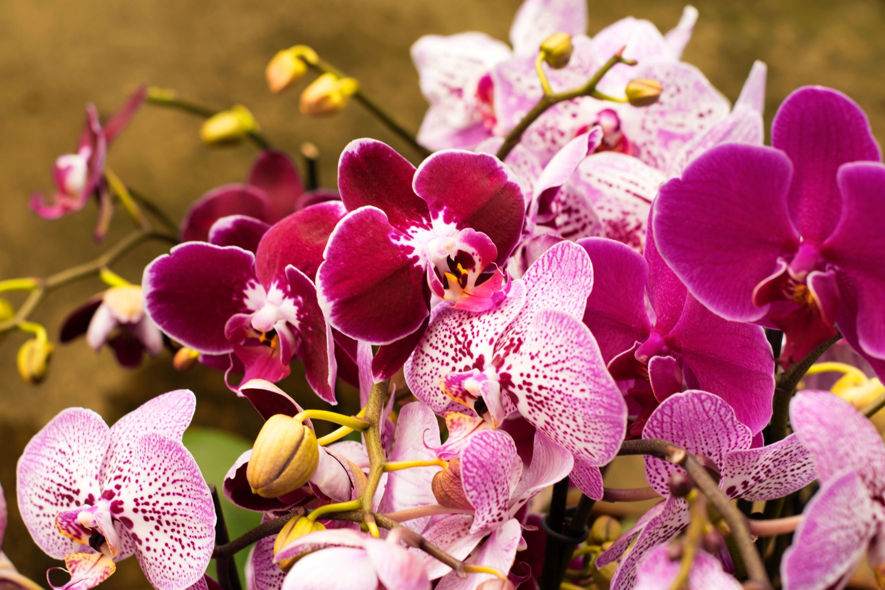 Orchid Care | Session 1