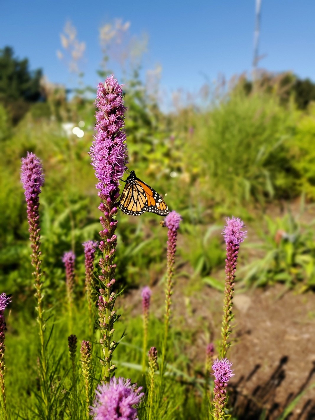 Butterfly Bonanza Tour