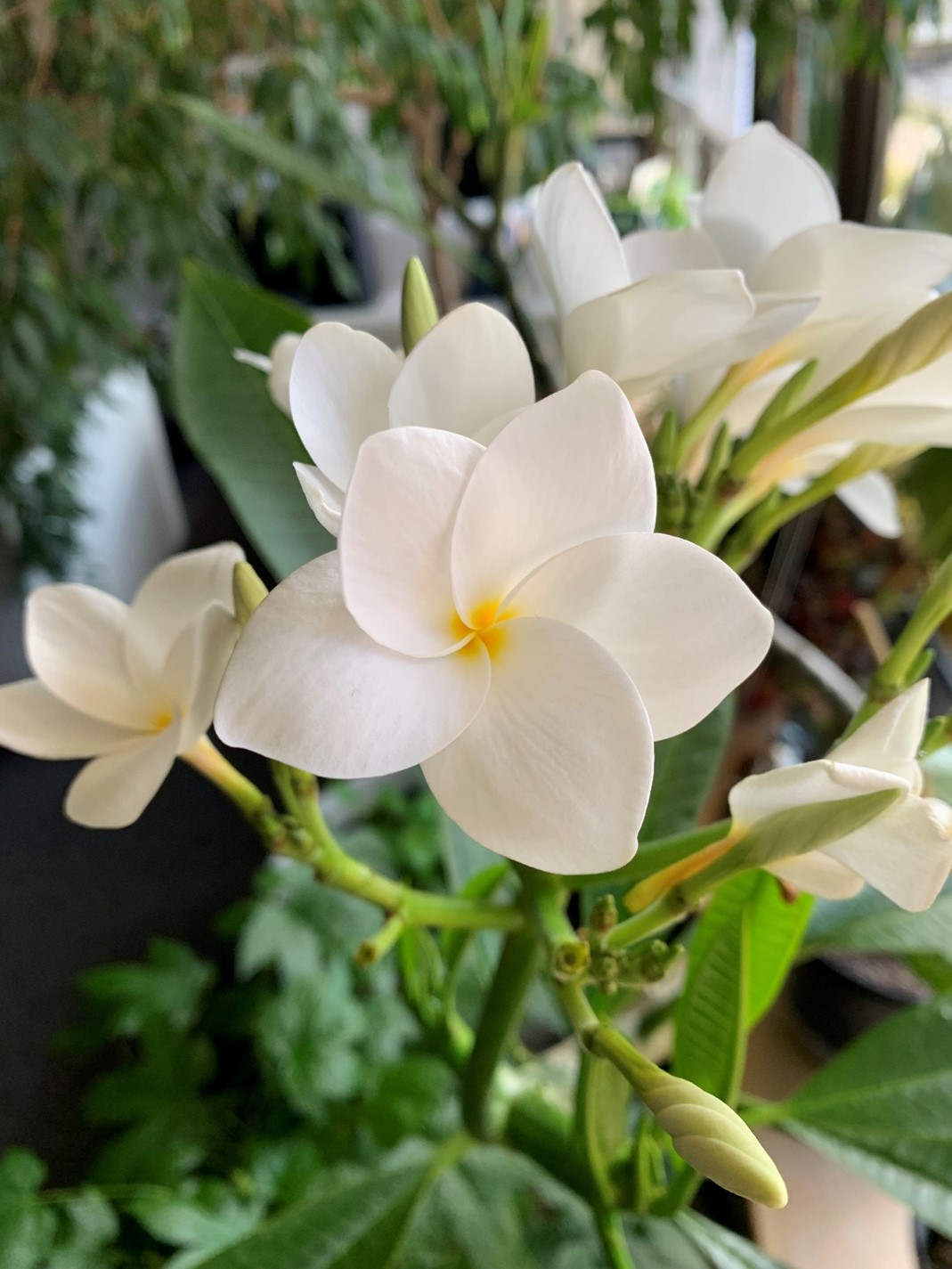 Plants from Around the World: Plants of the Tropics