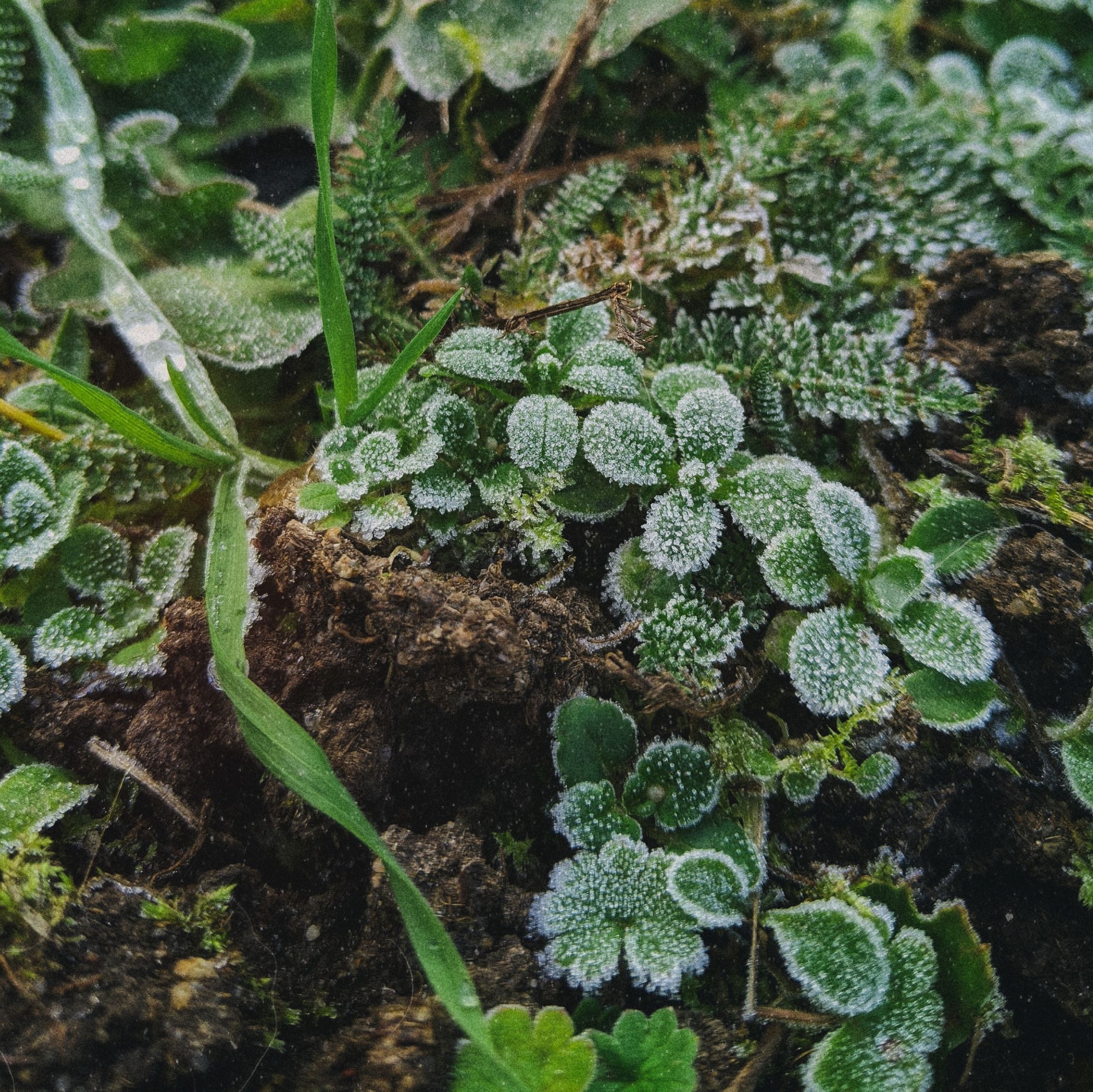 Intro to Herbalism: Winter Wellness