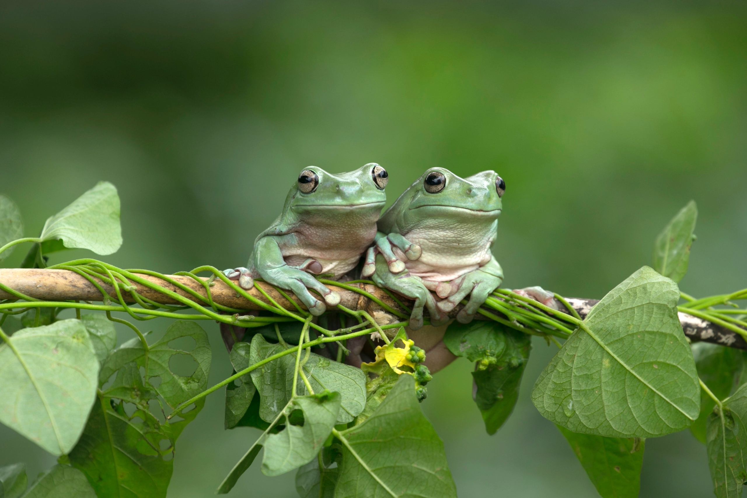 Two small green frogs sit side by side on a leafy branch