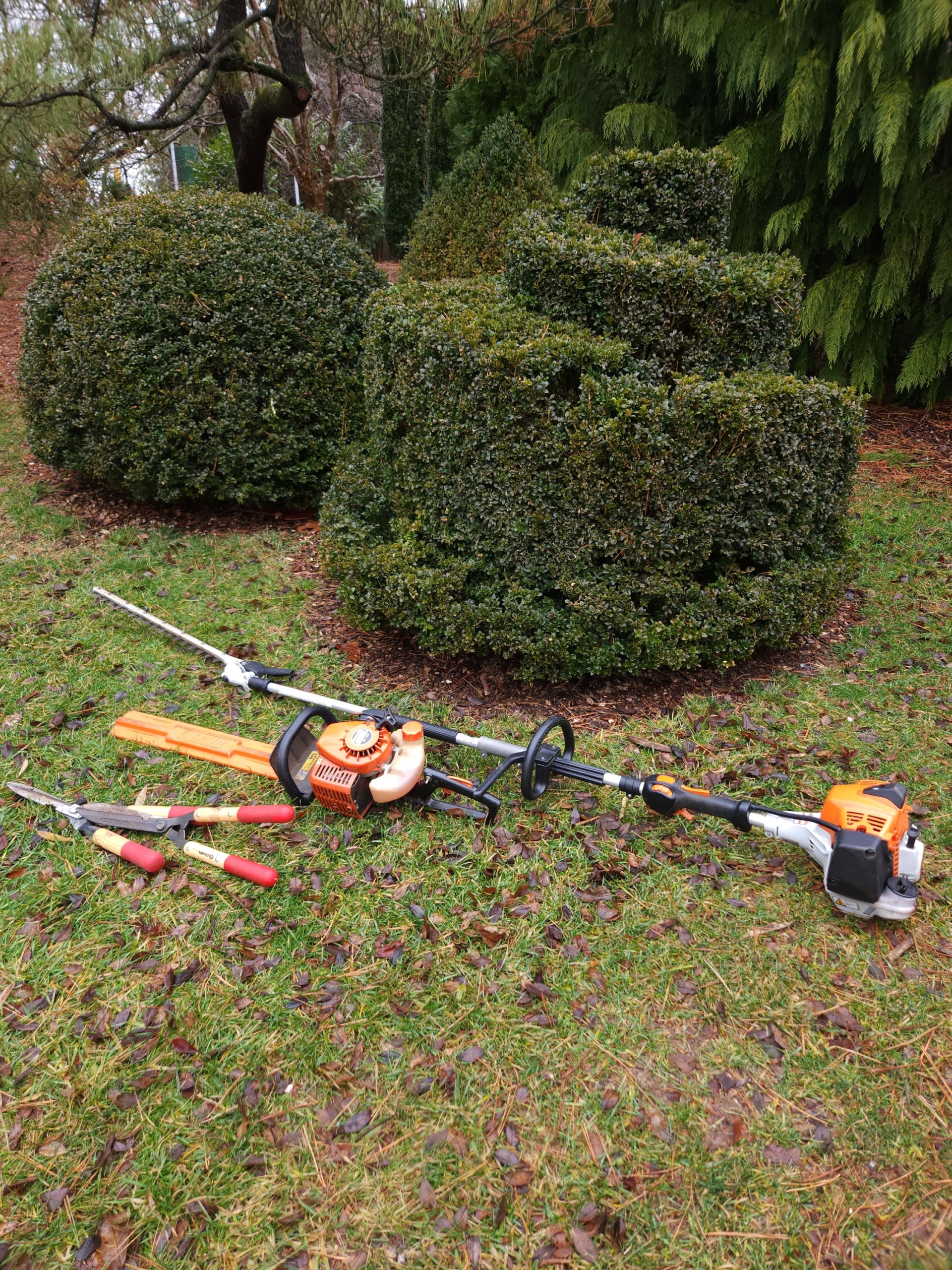 Several gardening tools are on the grass in front of two pruned hedges