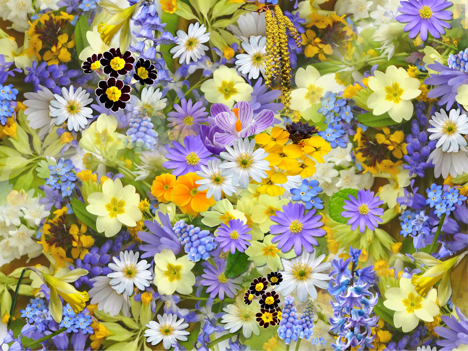 A closeup of yellow and purple flowers