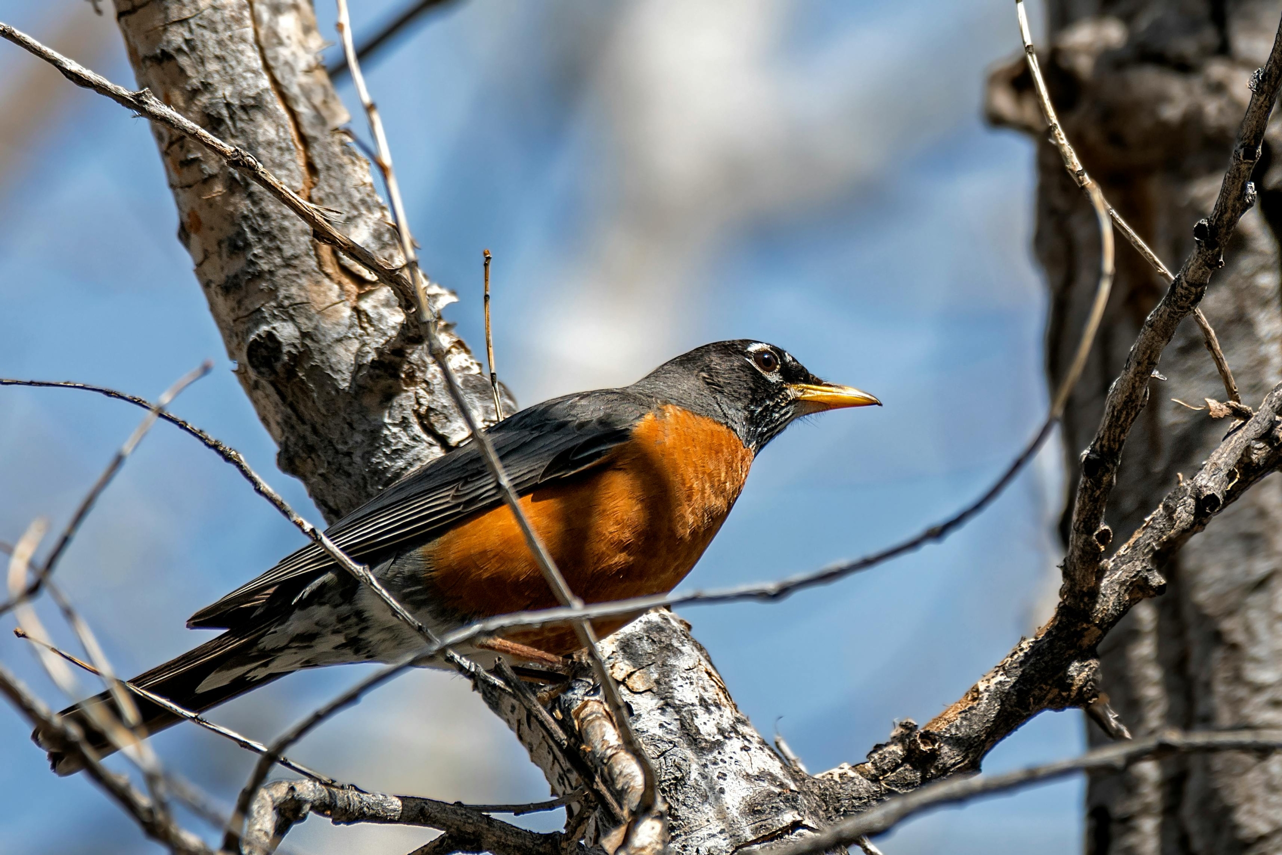 A black and orange American Robin perched on the branch of a tree