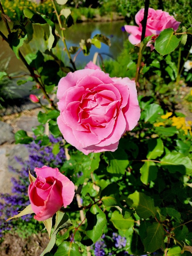 Three bright pink flowers in bloom