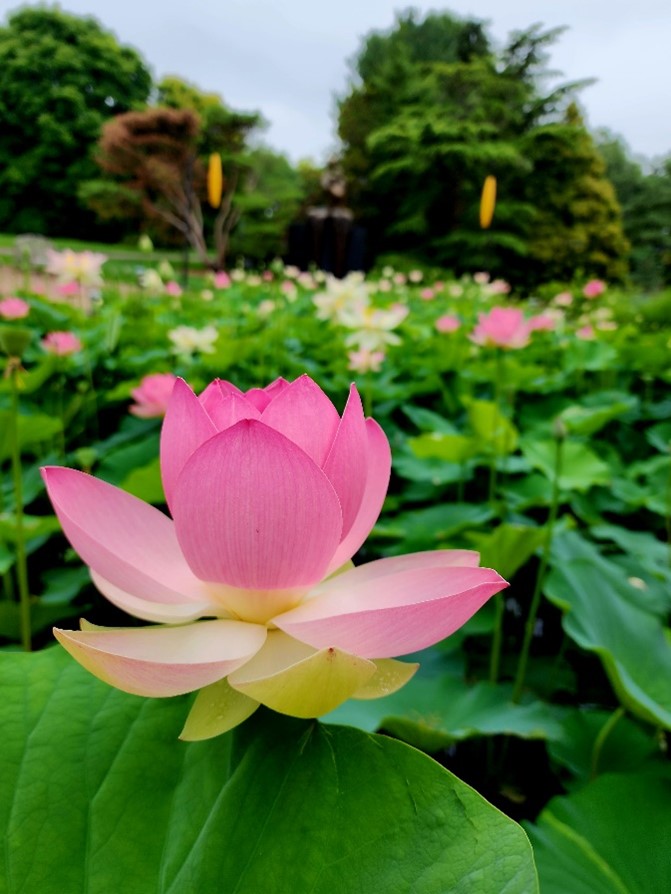A closeup of a pink lotus flower in the Lotus Pond, which is covered in green leaves and pink flowers.