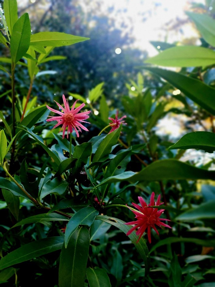 Three small, spiky pink flowers among large green leaves