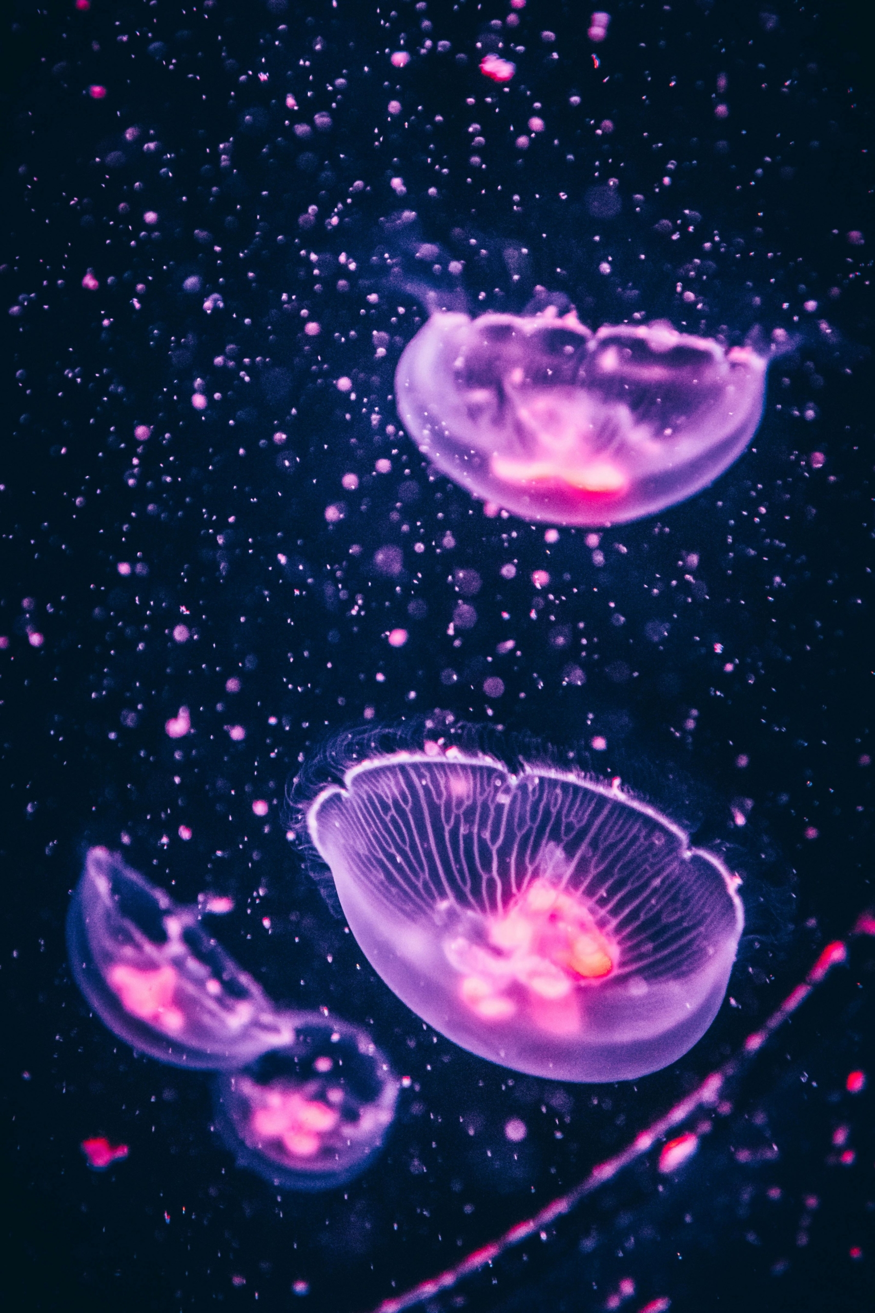 Four translucent pink and purple jellyfish on a dark background
