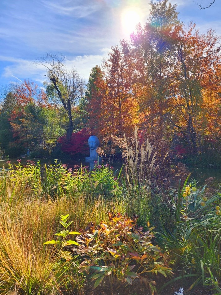 A shot of the vibrant fall foliage around 'Leucantha' in the pond by Rat's Restaurant.