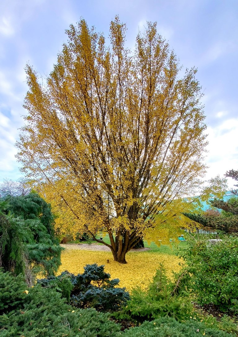 A tall tree shedding its yellow leaves