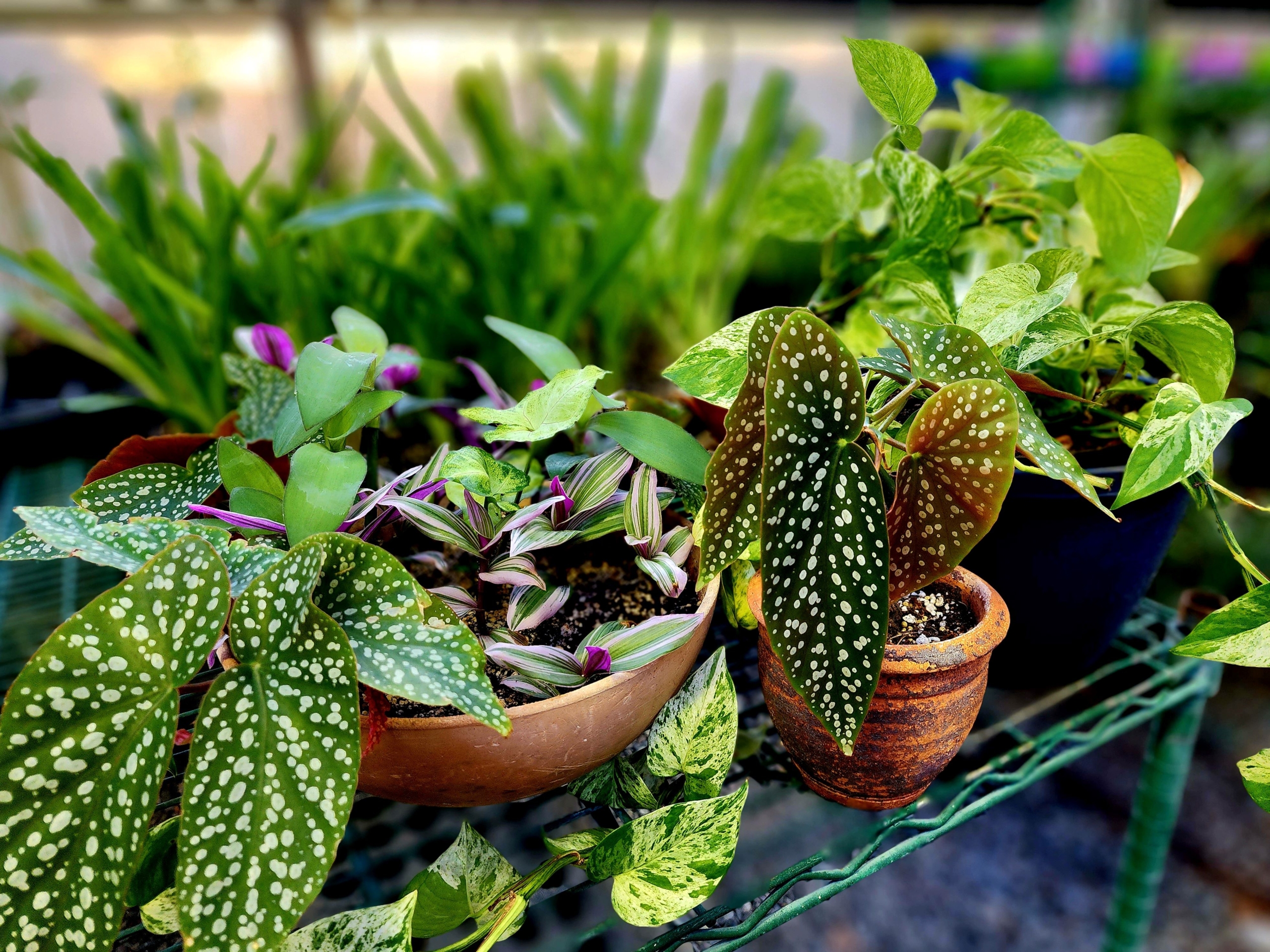 A table of leafy green potted plants