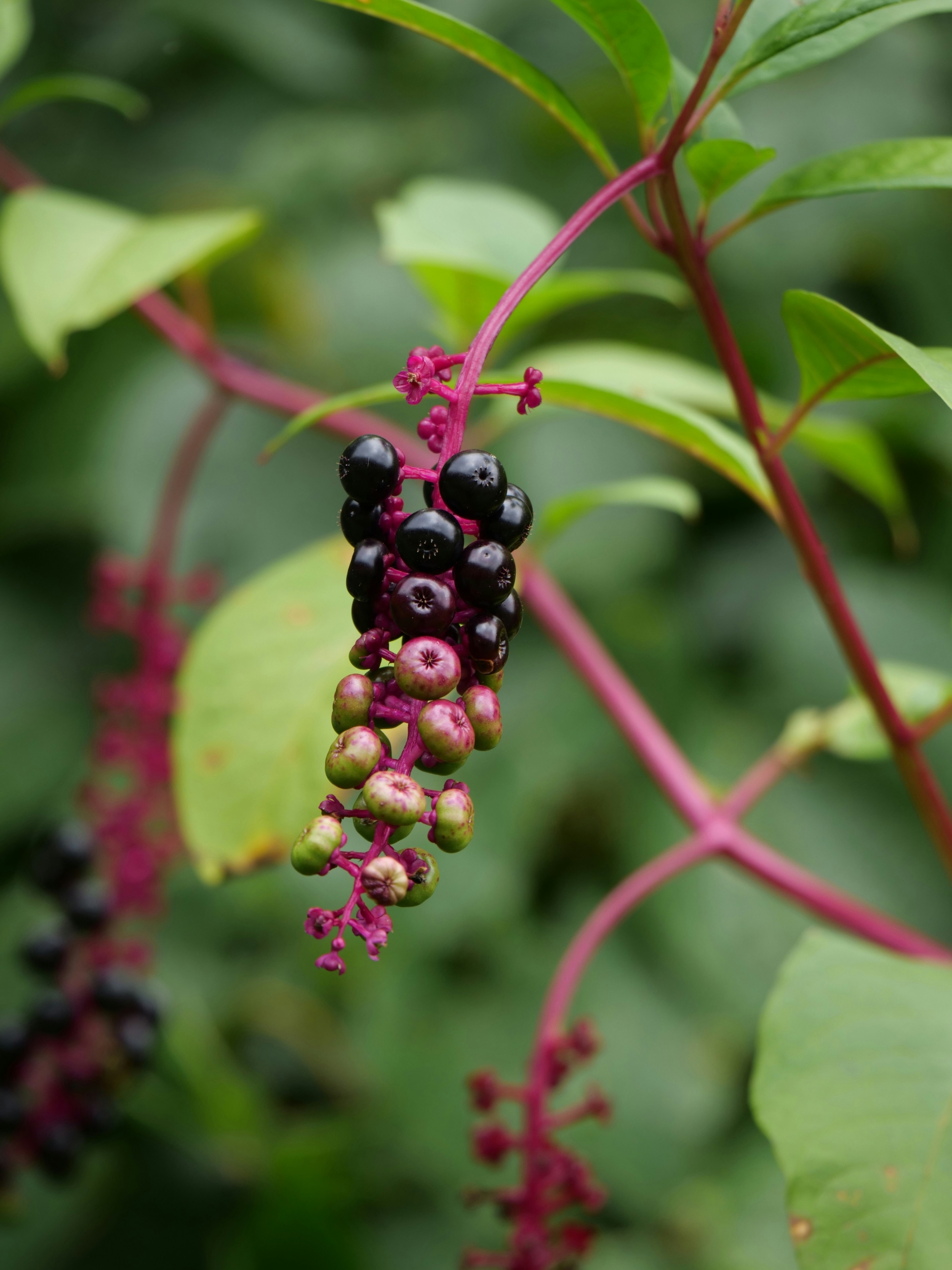 A pokeweed plant with dark purple berries