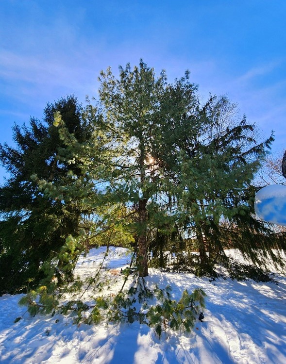 An evergreen tree in the snow.