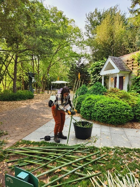 A Horticulture staff member splits a bamboo stalk next to a pile of bamboo stalks on the ground.