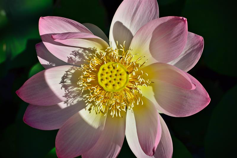Closeup of a pink lotus flower with a yellow center.