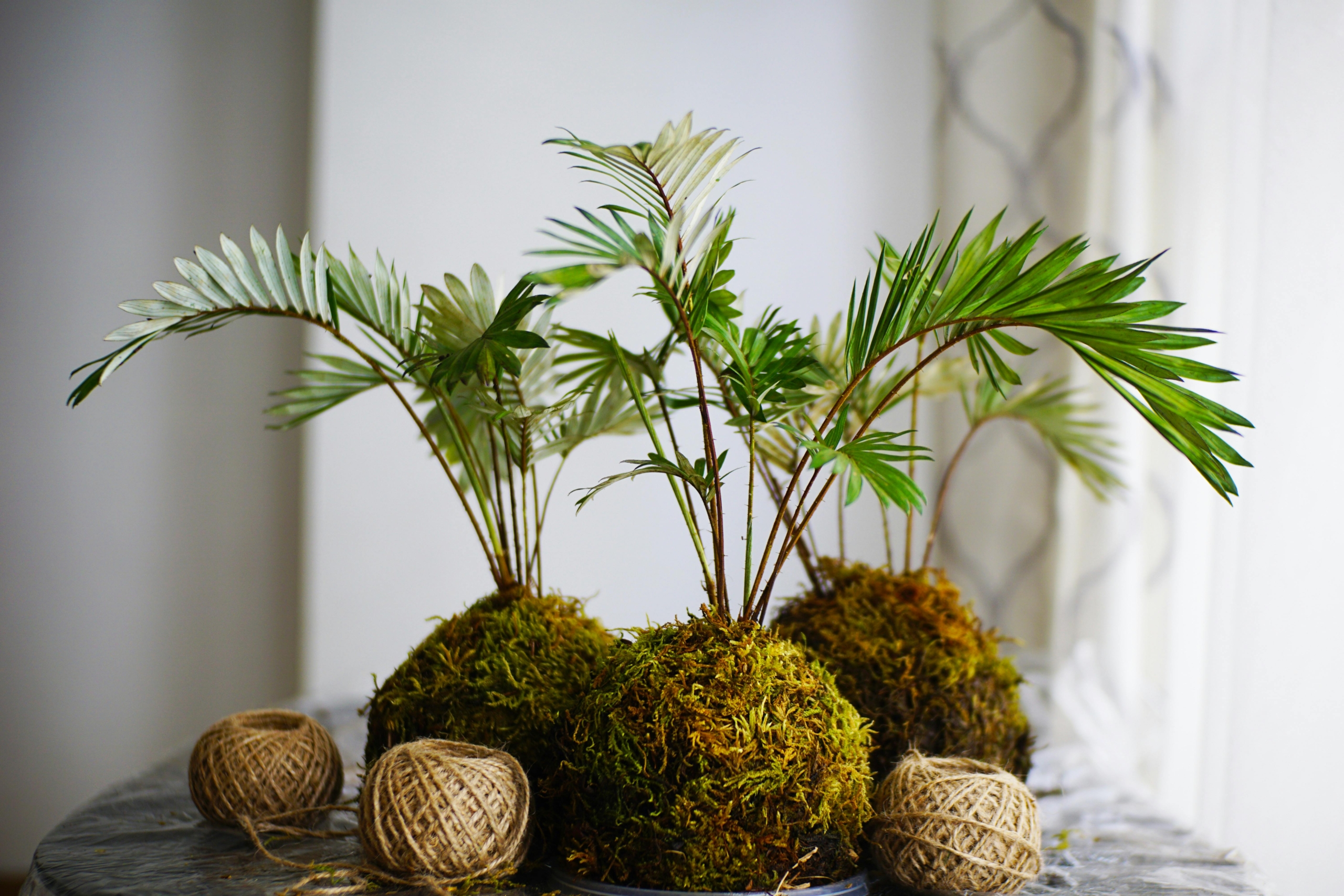 Three mossy kokedama plants on a table.
