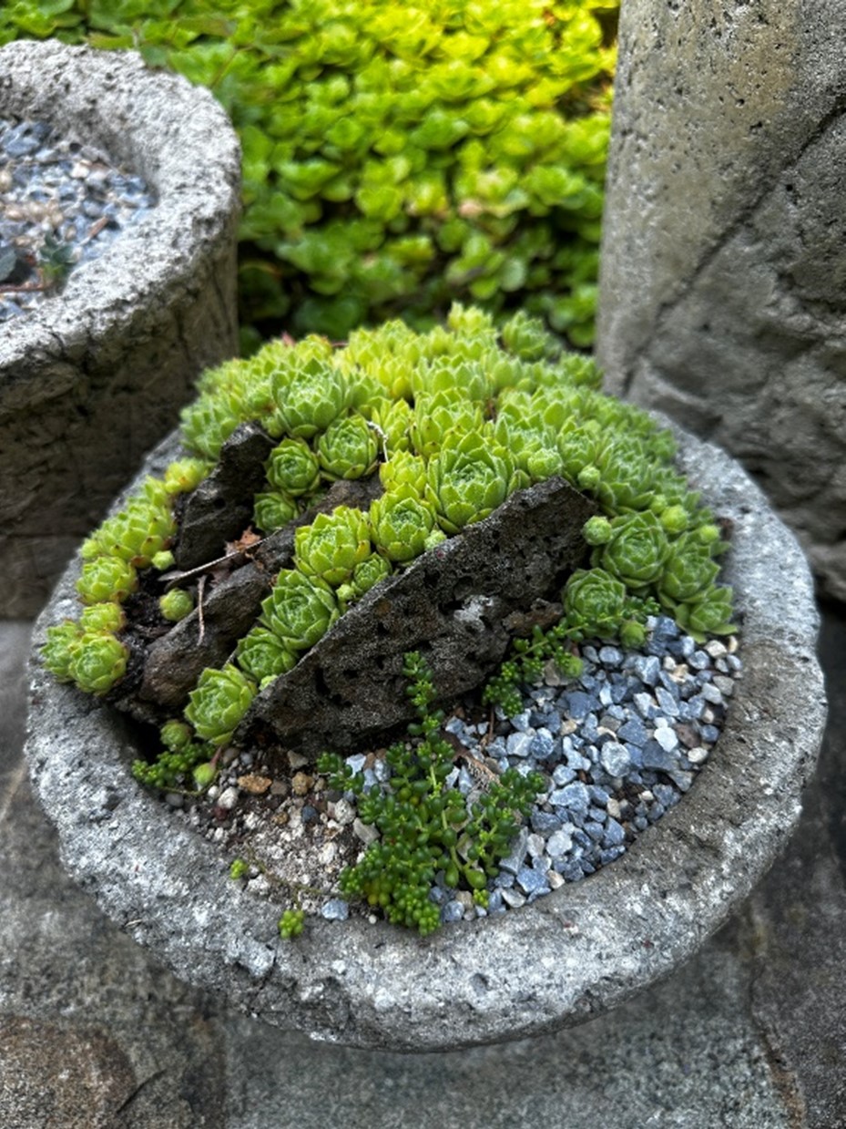 A stone planter holding a green mossy plant.