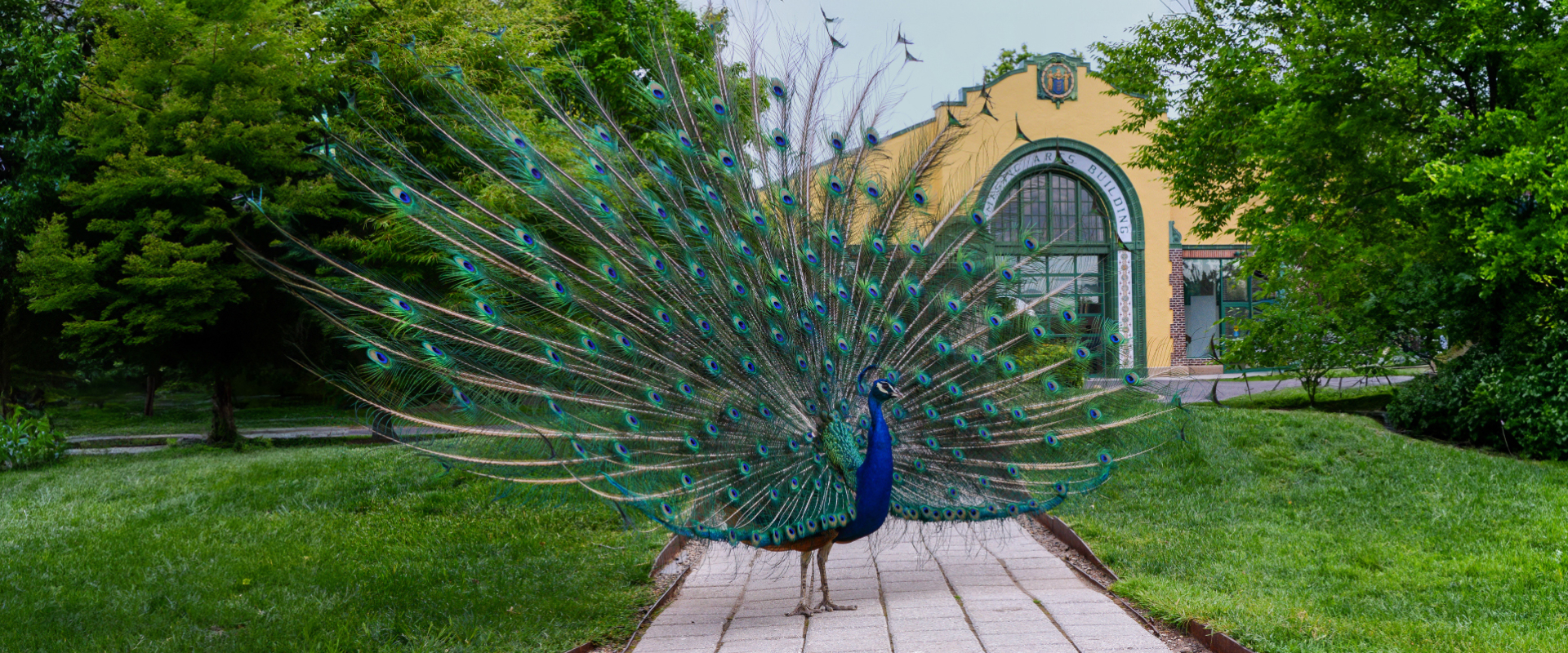 The Peacocks 1