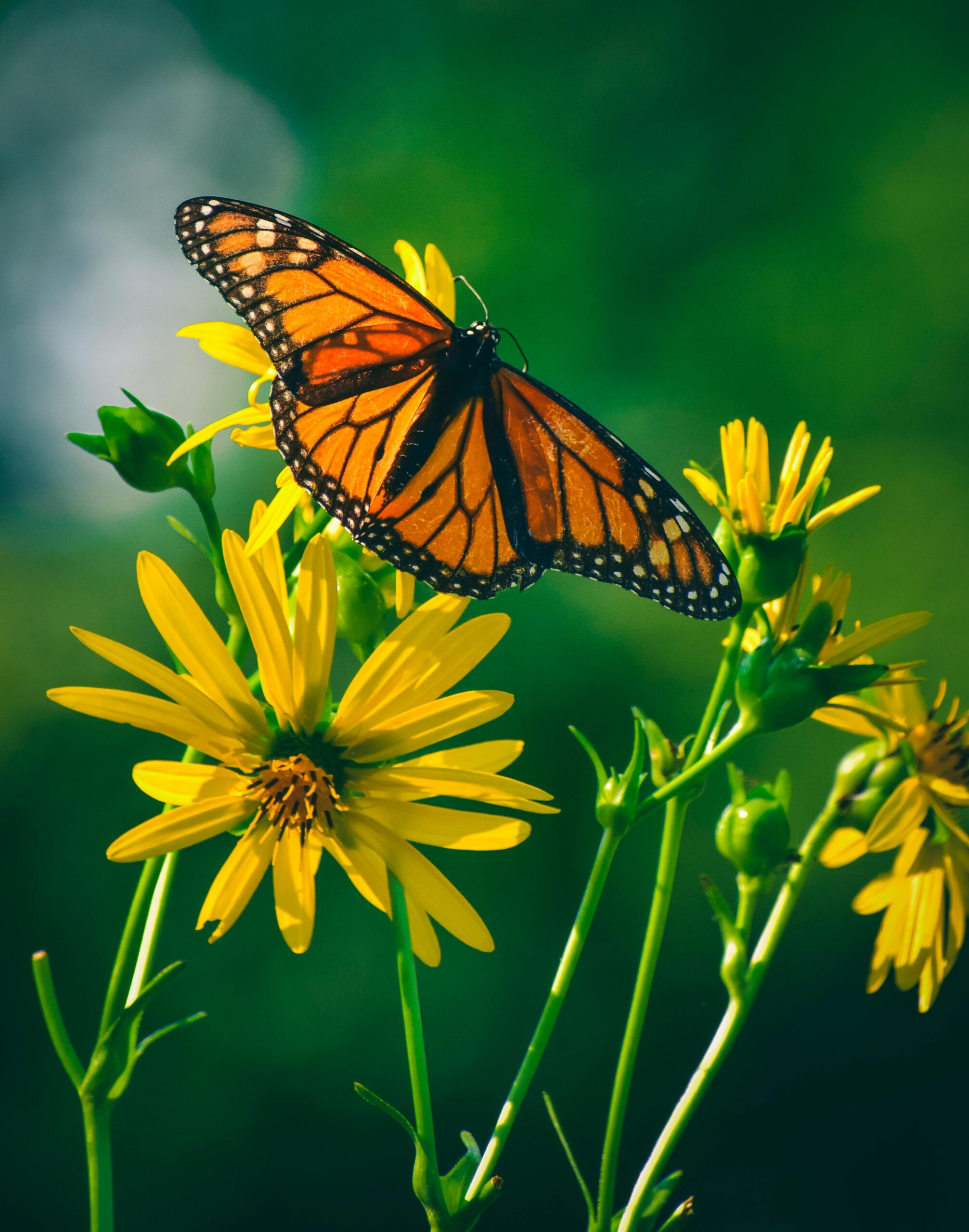 An orange and black Monarch butterfly in front of yellow flowers.