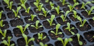 Rows of green plant seedlings in mulch.