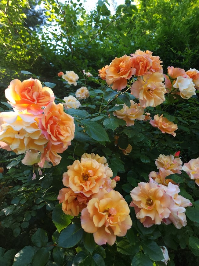 Blooming orange roses.
