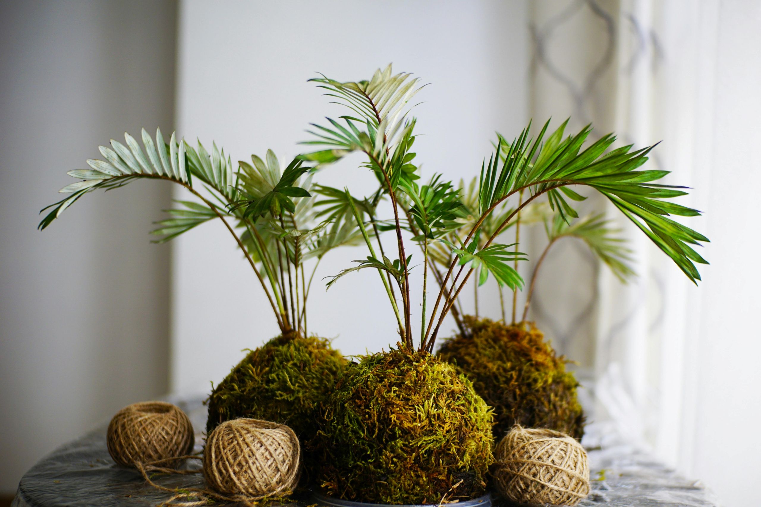 Three kokedama plants.